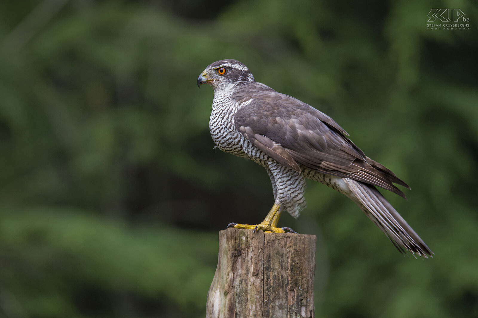 Birds of prey - Northern goshawk The Northern goshawk (Accipiter gentilis) is mainly found in forest areas and usually hunts from a branch in a tree. Their main preys are pigeons, jays, crows and rabbits.  Stefan Cruysberghs